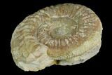 Ammonite (Orthosphinctes) Fossil - Germany #125616-1